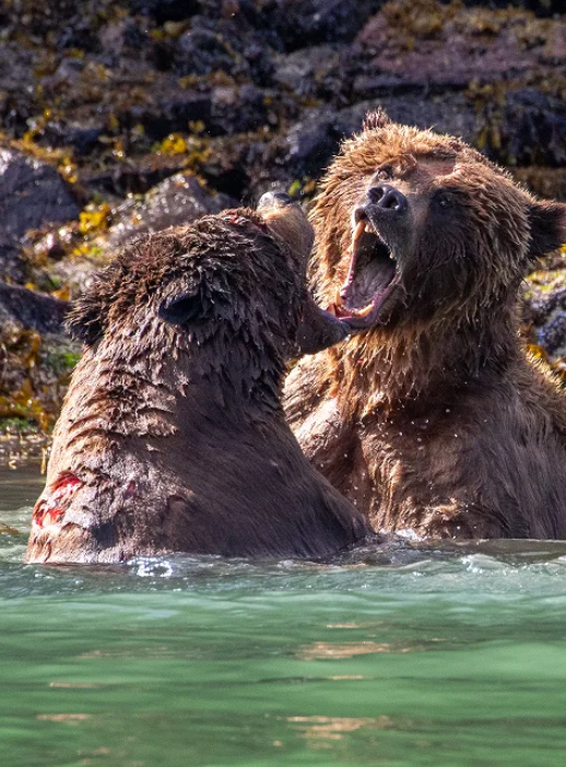grizzly bear watchign telegraph cove