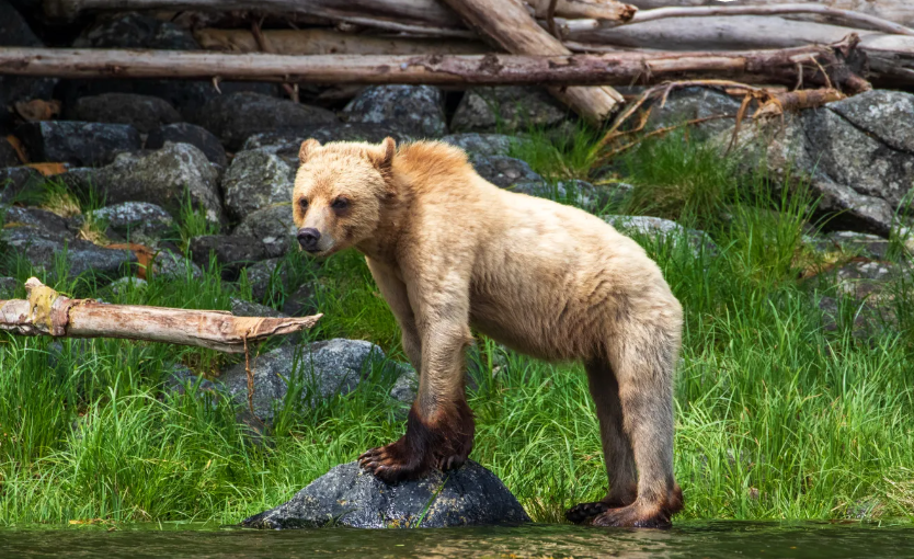 grizzly bear watchign telegraph cove