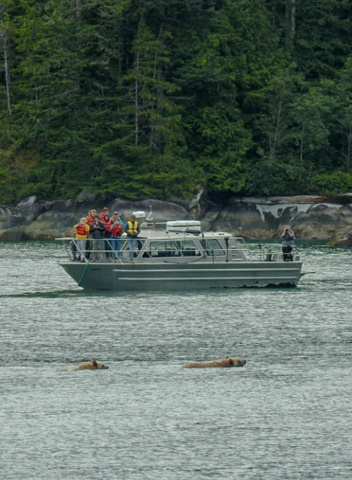 grizzly bear watching