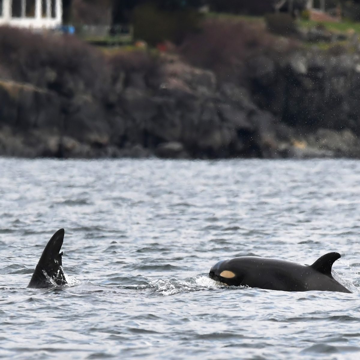 orca baby seen outside Victoria