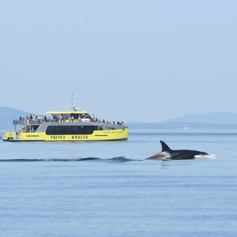 orcas