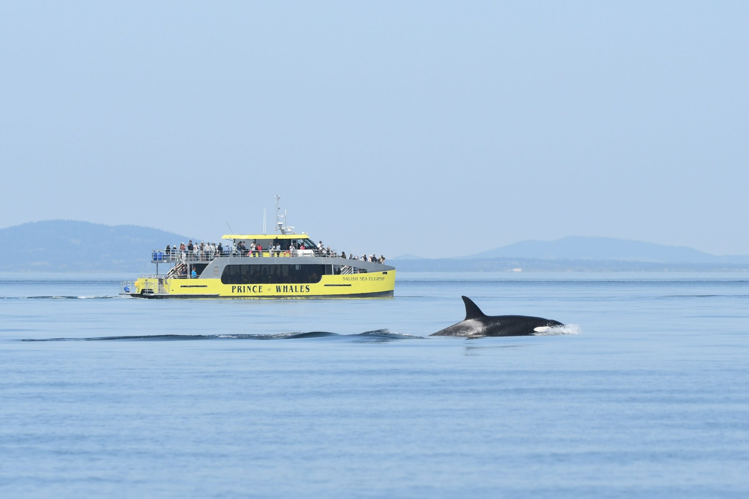 orcas