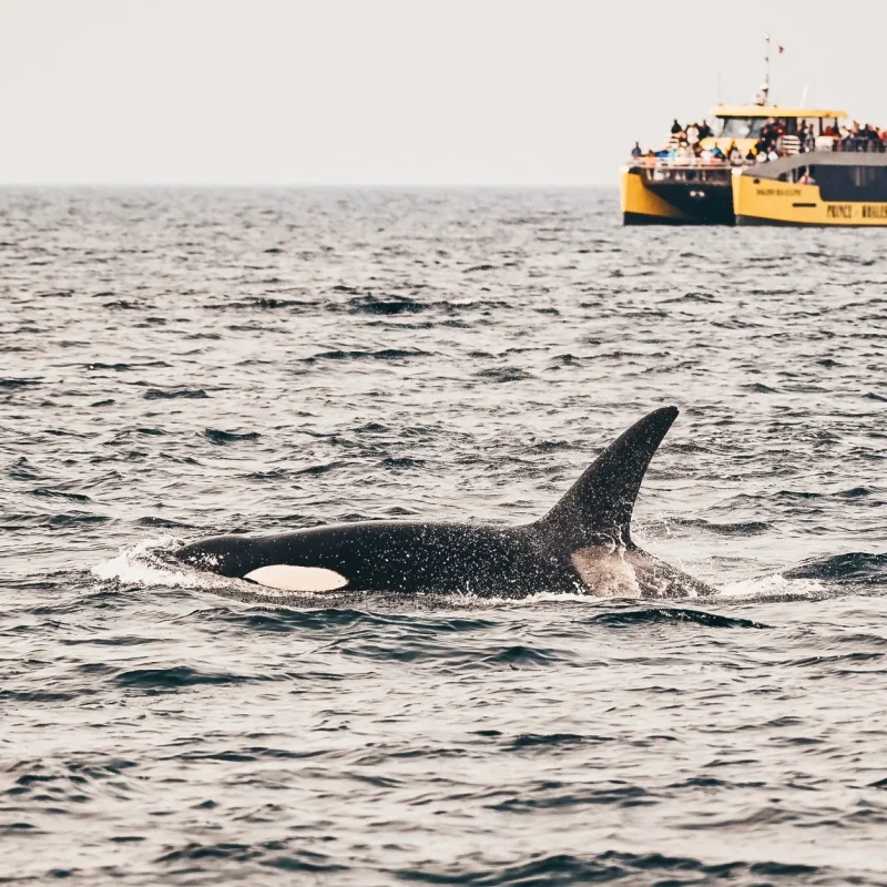 vancouver whale tours