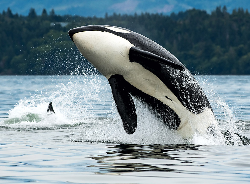 whale watching tours in vancouver