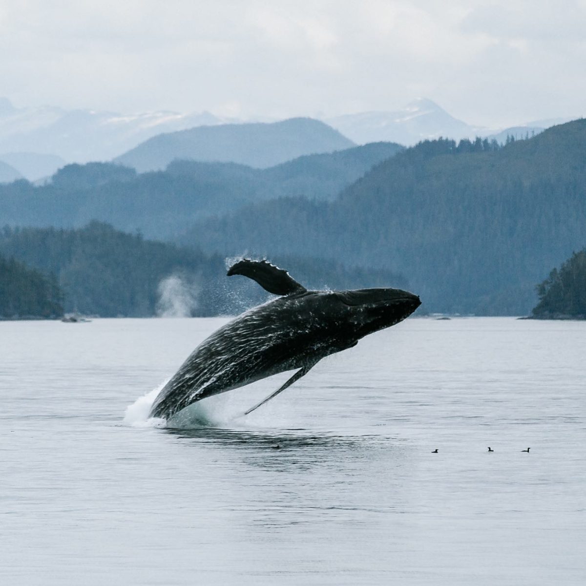 Sunset Whale Watching Tour in Victoria Prince of Whales