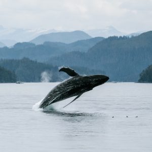 Half-Day Whale Watching Tour in Vancouver - Prince of Whales