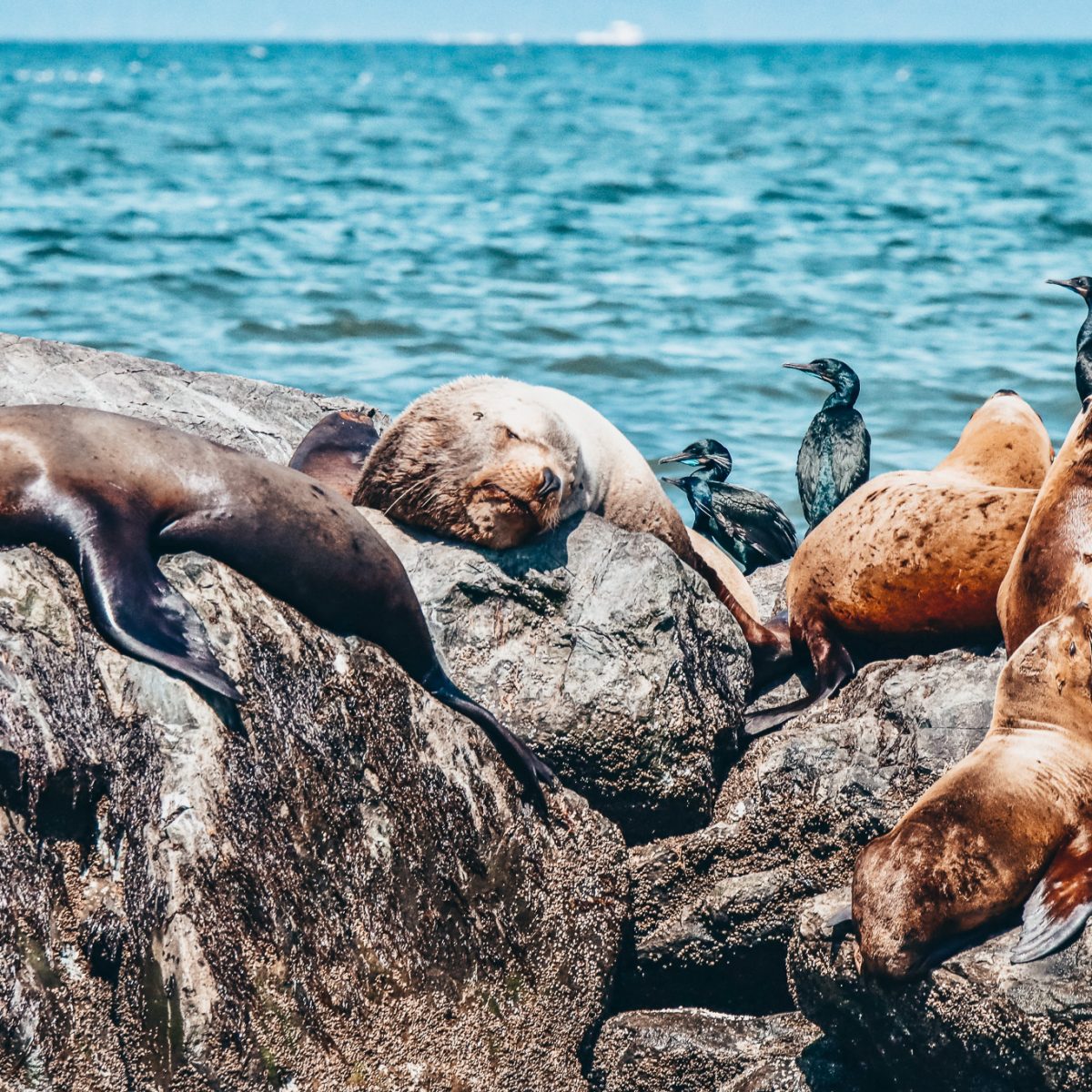 stellar sea lions with cormorants on a rock taken by Prince of Whales