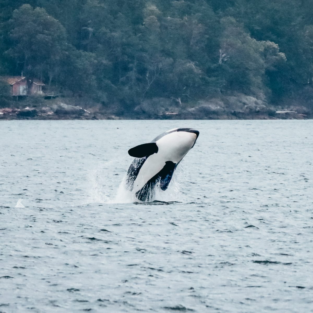orca breaching or jumping out of the water