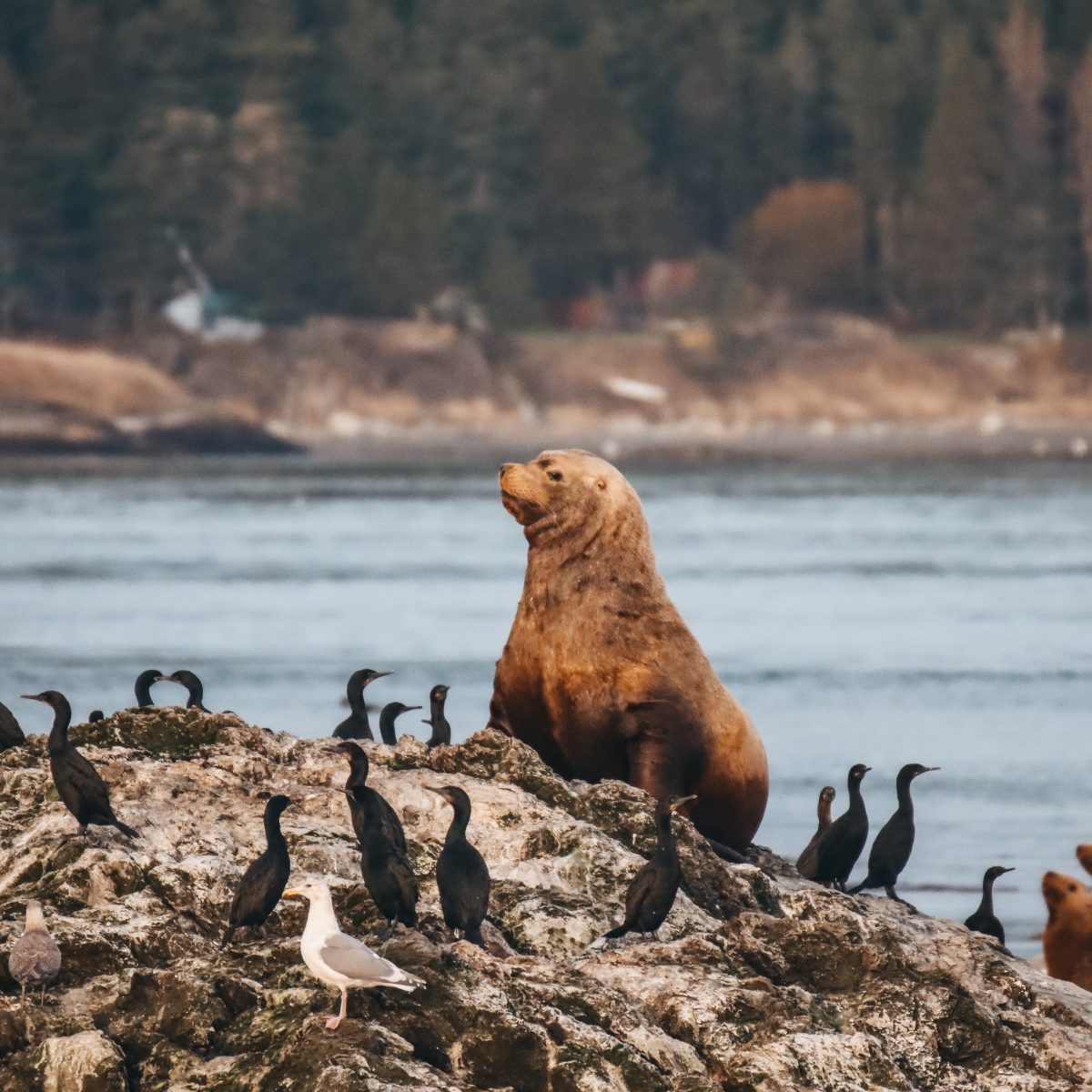 steller sea lions