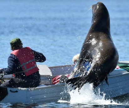 seal jumping on a boat