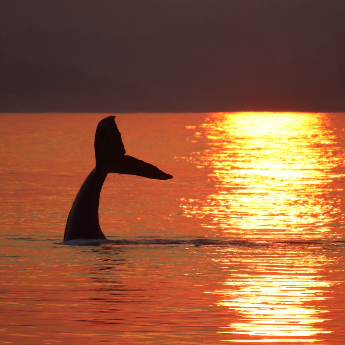 humpback in the sunset
