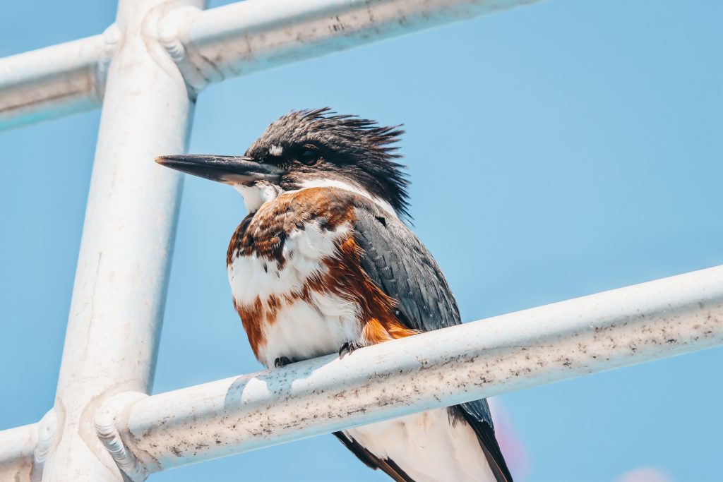 female kingfisher