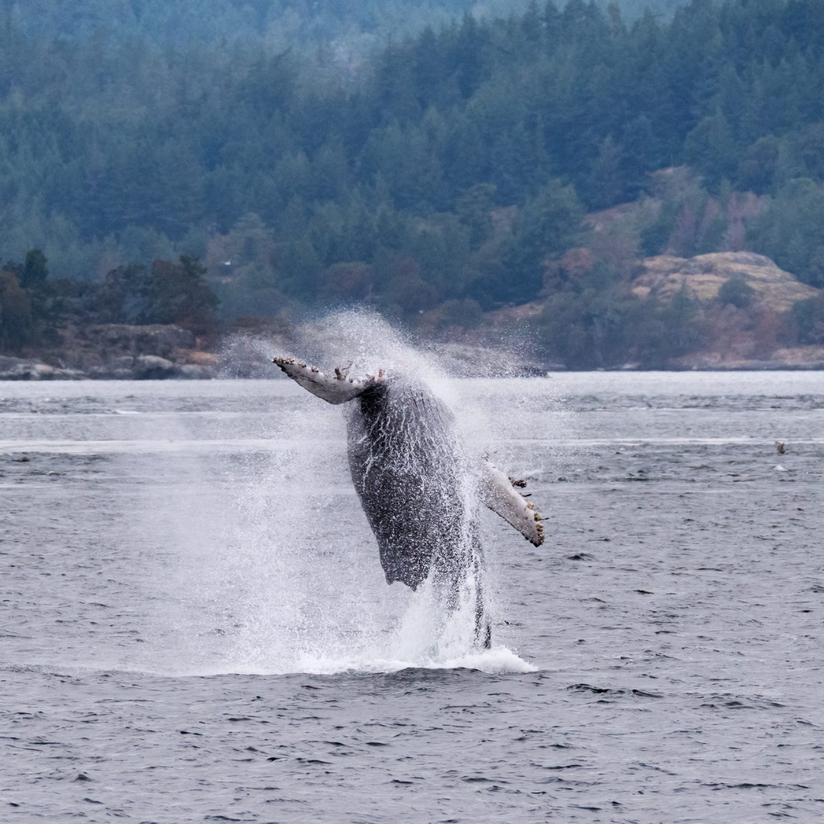 humpback breaching