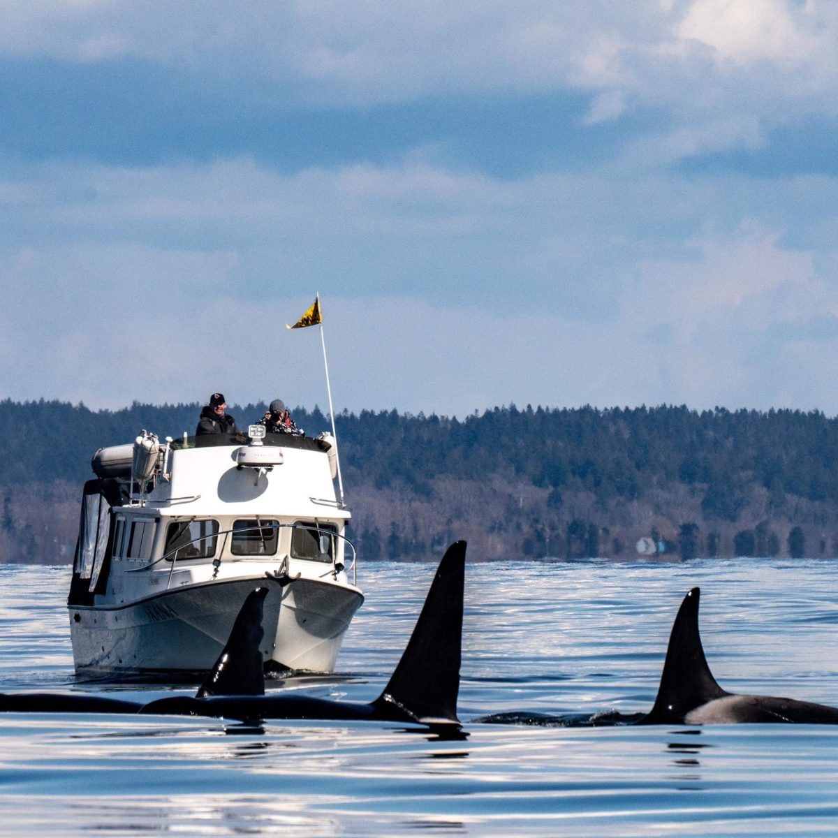 killer whales and boats