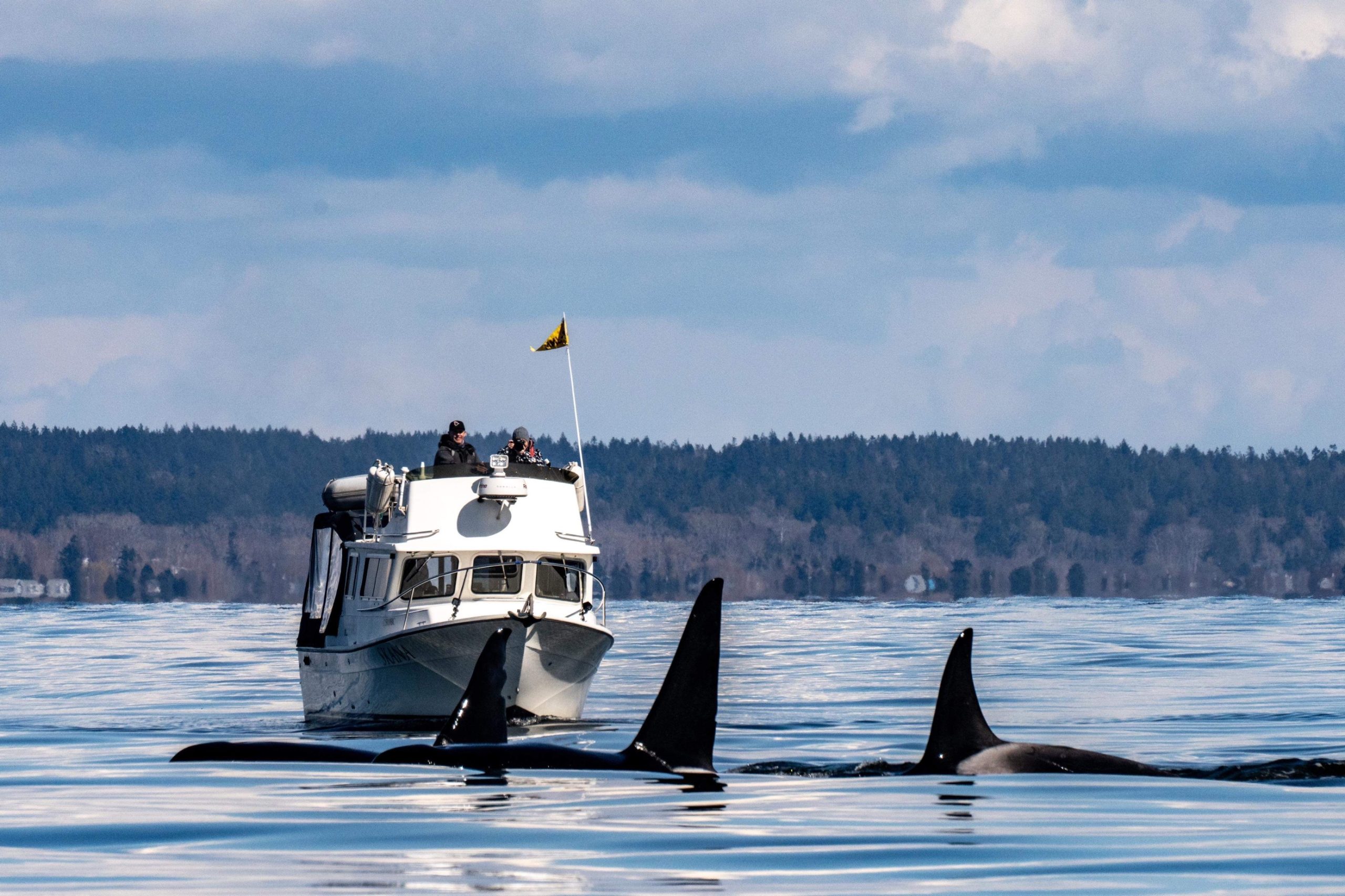 killer whales and boats