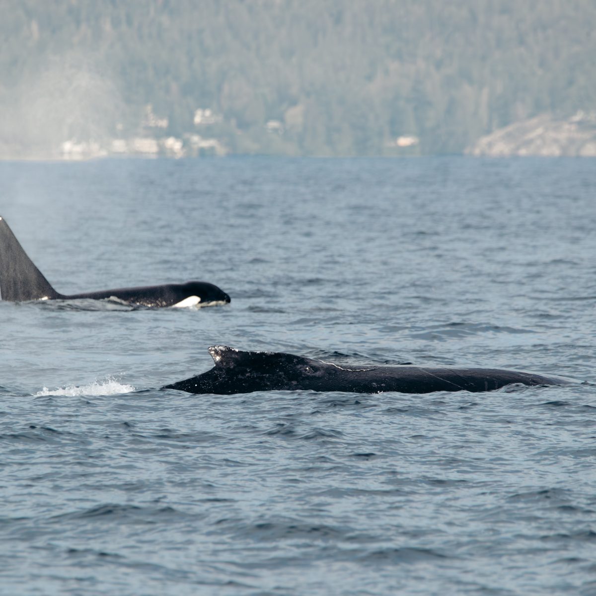humpback and killer whale together