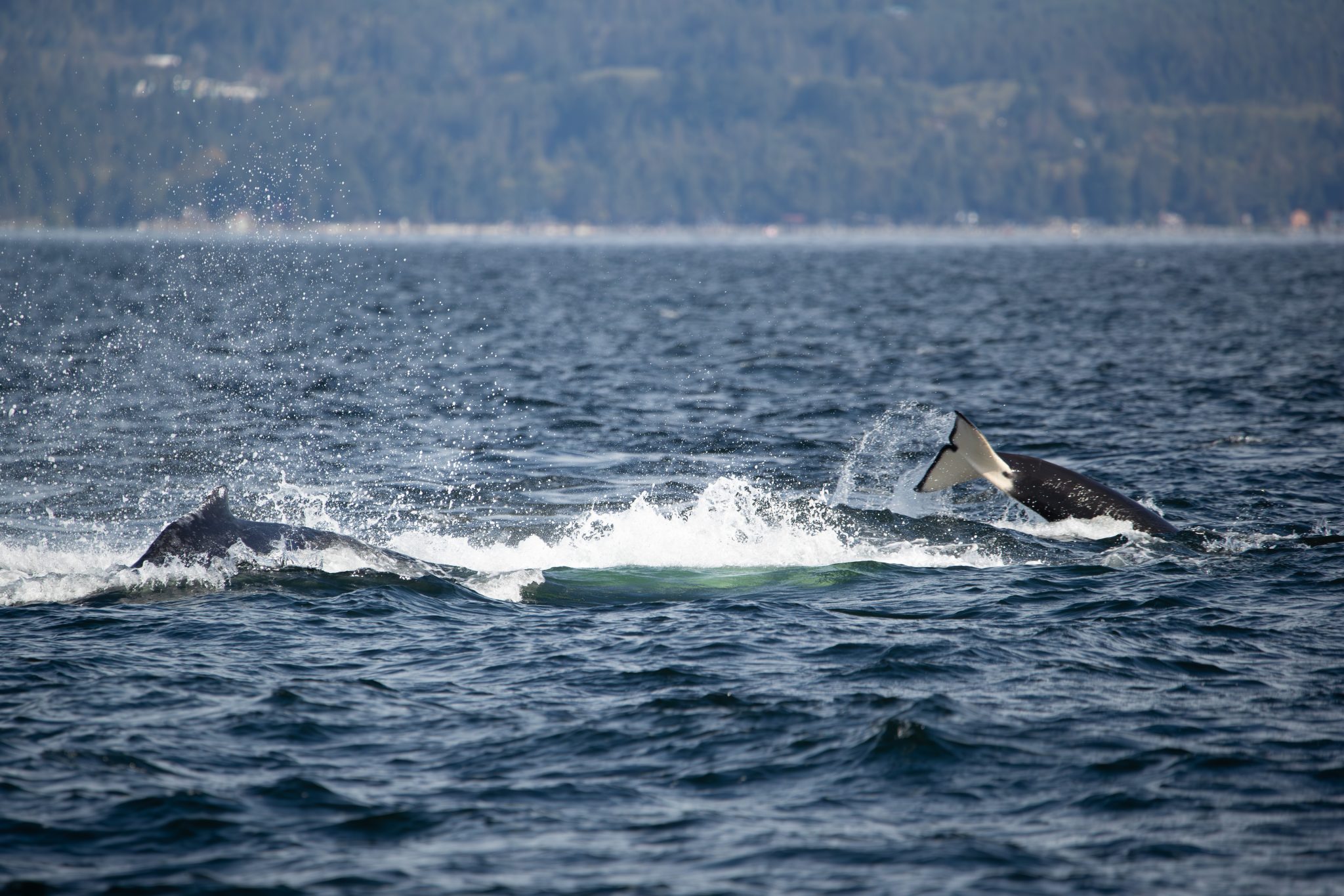Whale Watching in Victoria Prince of Whales