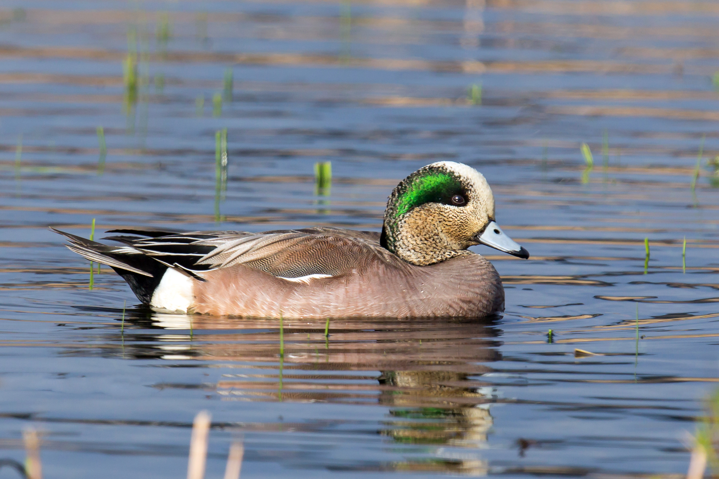 american wigeon