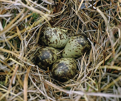 dunlin eggs