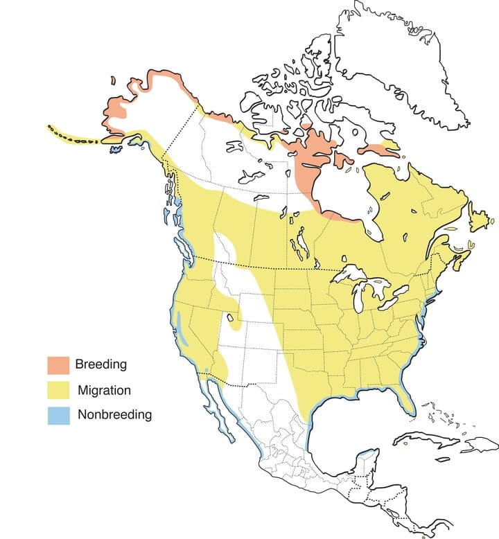 dunlin distribuition
