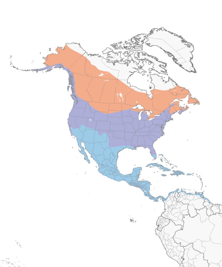 Distribuition of the kingfisher
