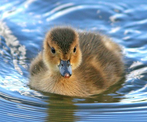 american wigeon babies