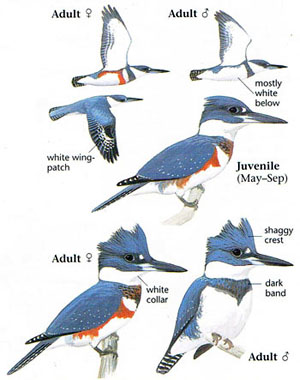 coloration of the kingfisher