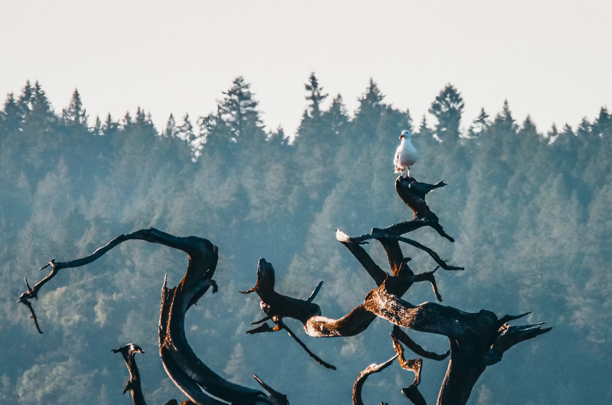 seagull on branch
