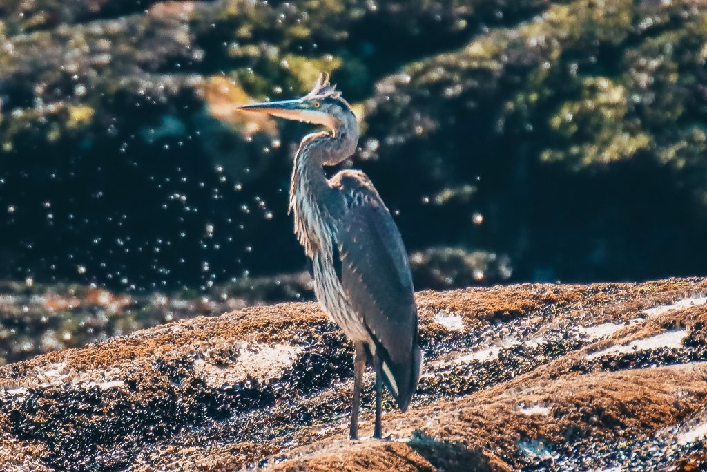 Great Blue Heron