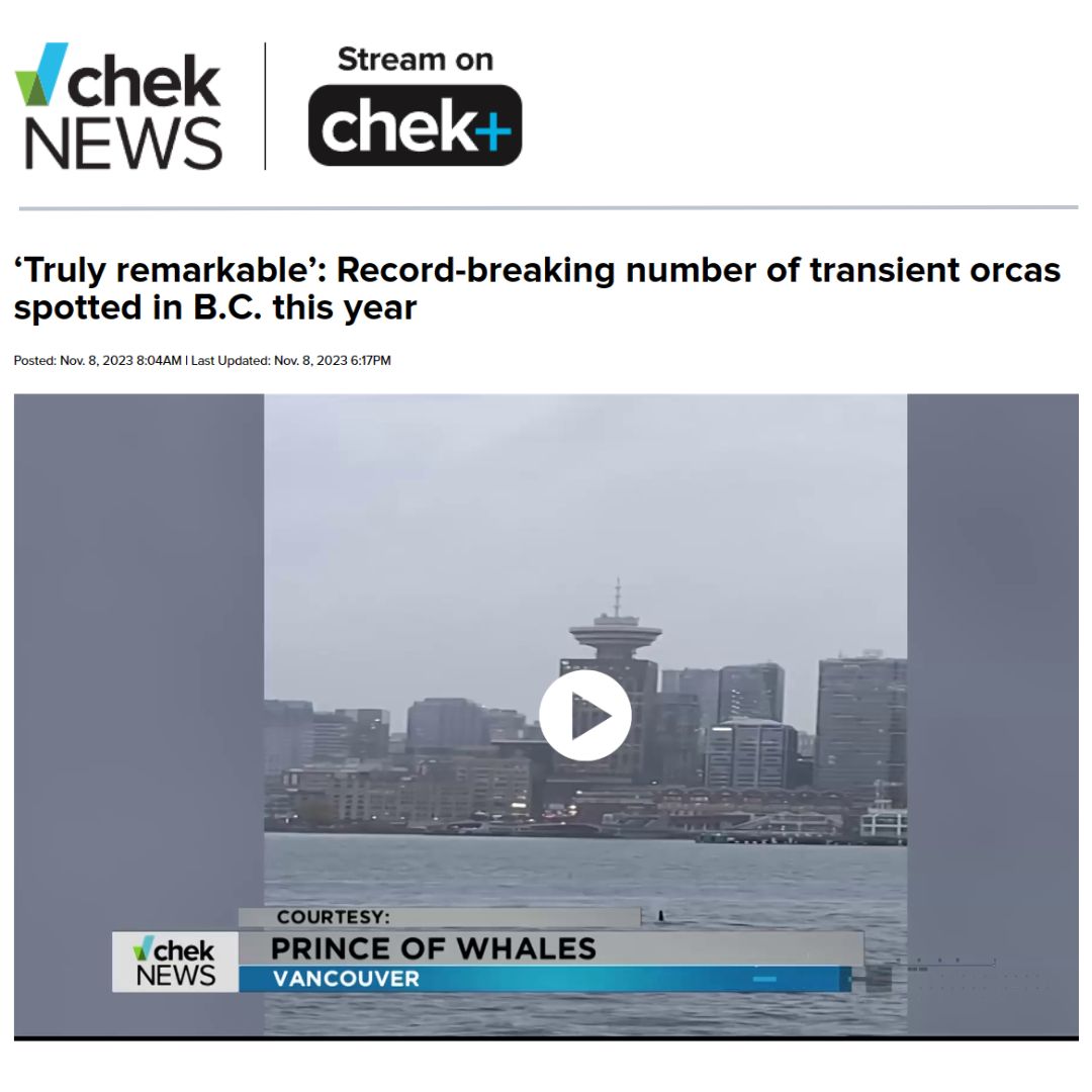 chek news killer whales in bc
