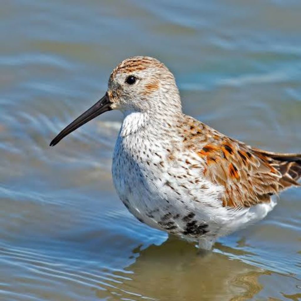 Dunlin