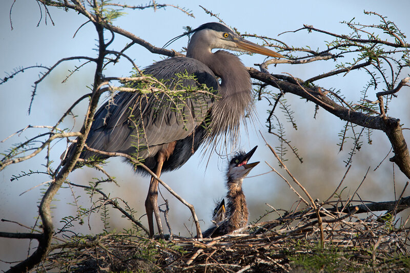 blue heron juvenile