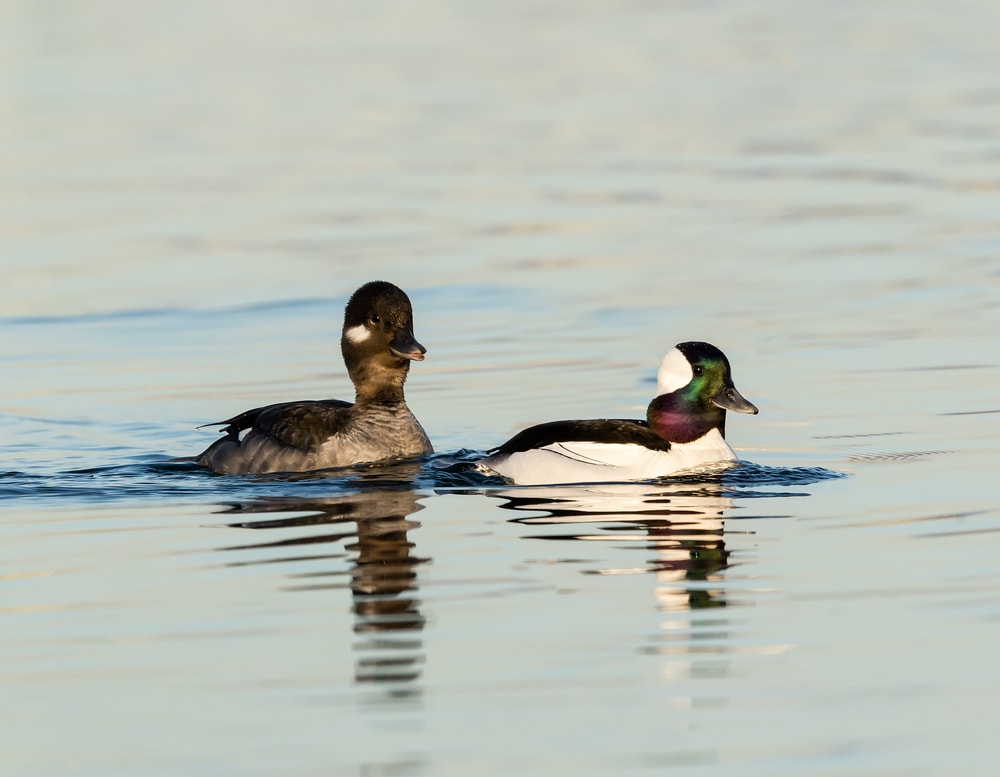 bufflehead coloration difference