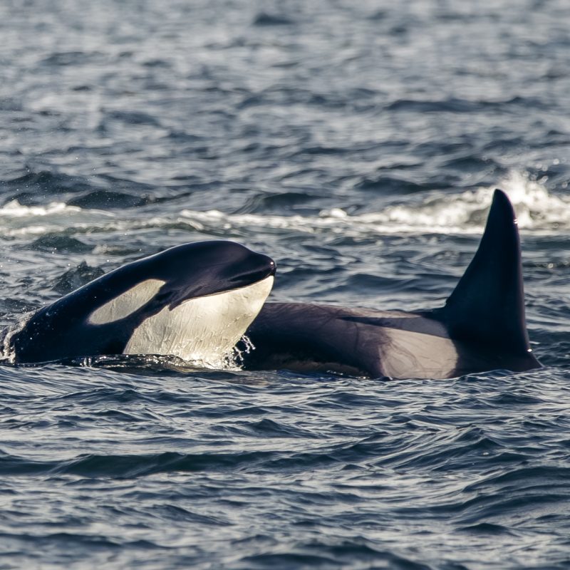 orcas in vancouver