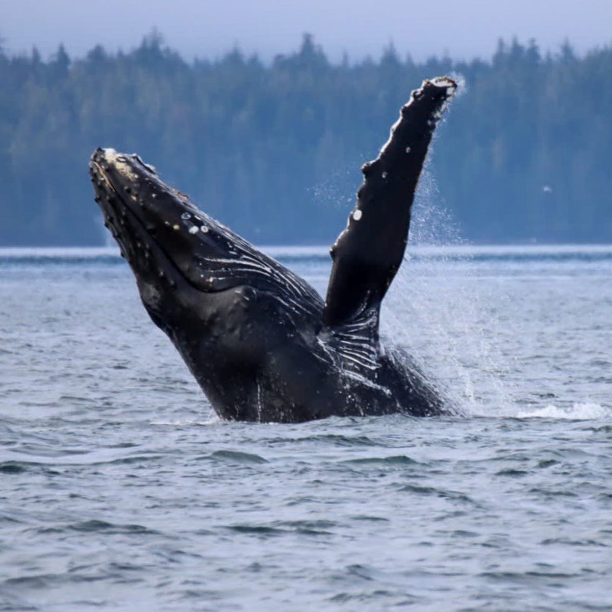 Humpback whale breachin in BC