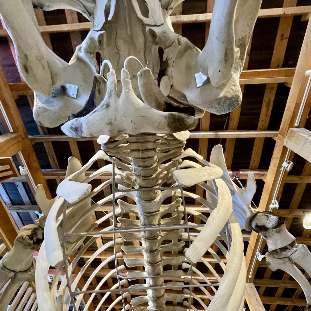 whale skeleton