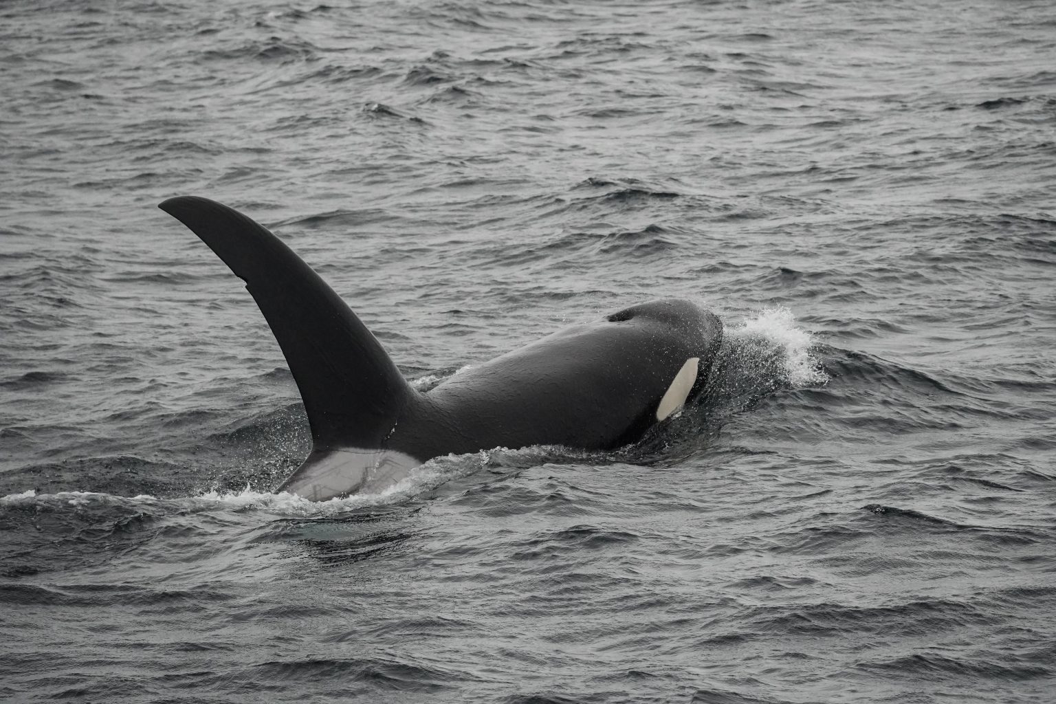 Orcas of the Salish Sea with Prince of Whales and Sea Smart