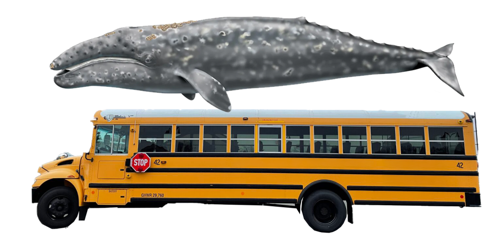 gray whale and bus