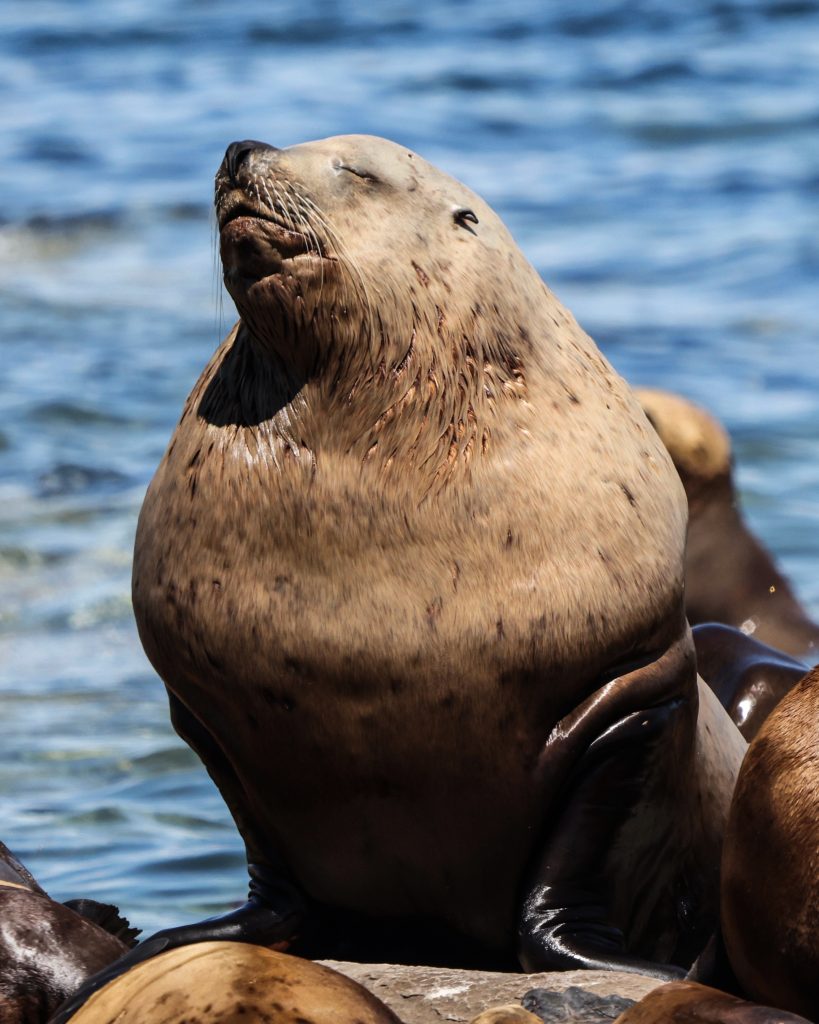 sealion spotted on a prince of whales tour