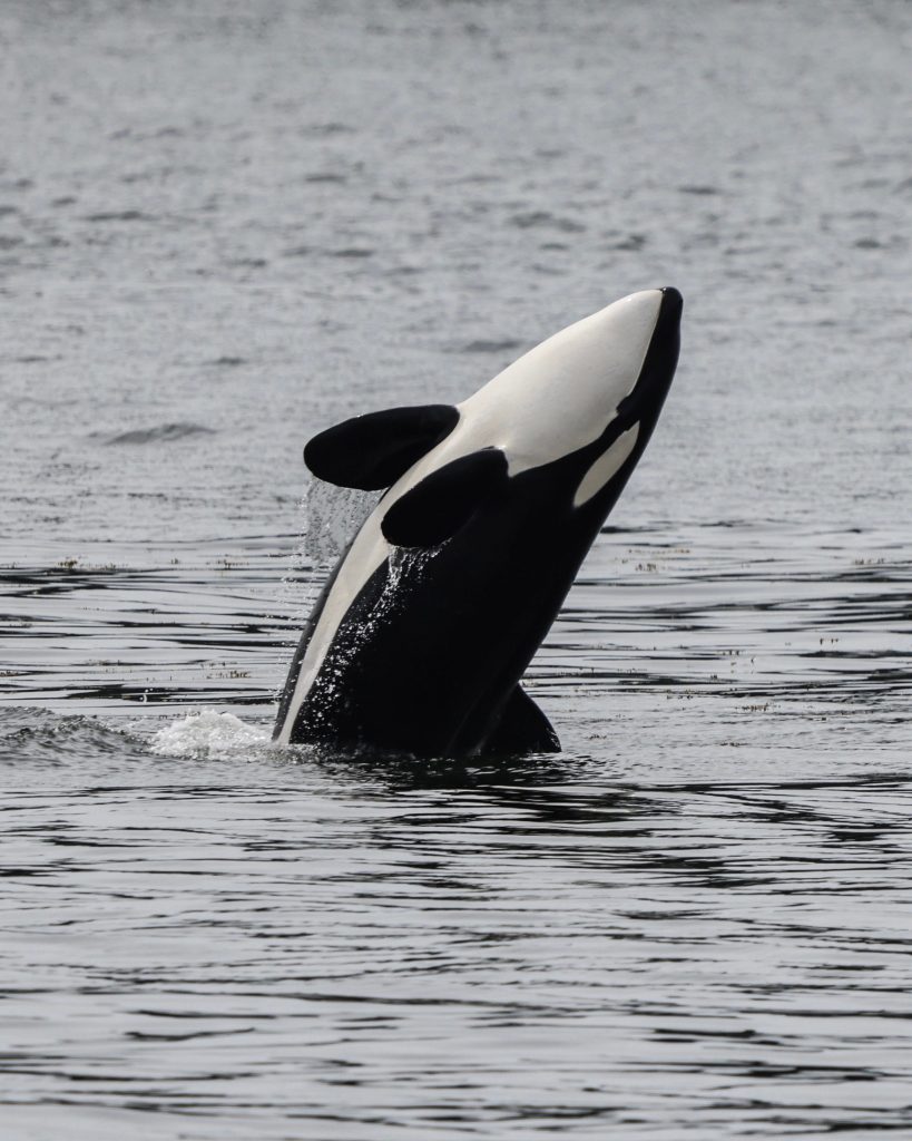 orca spotted on a prince of whales tour