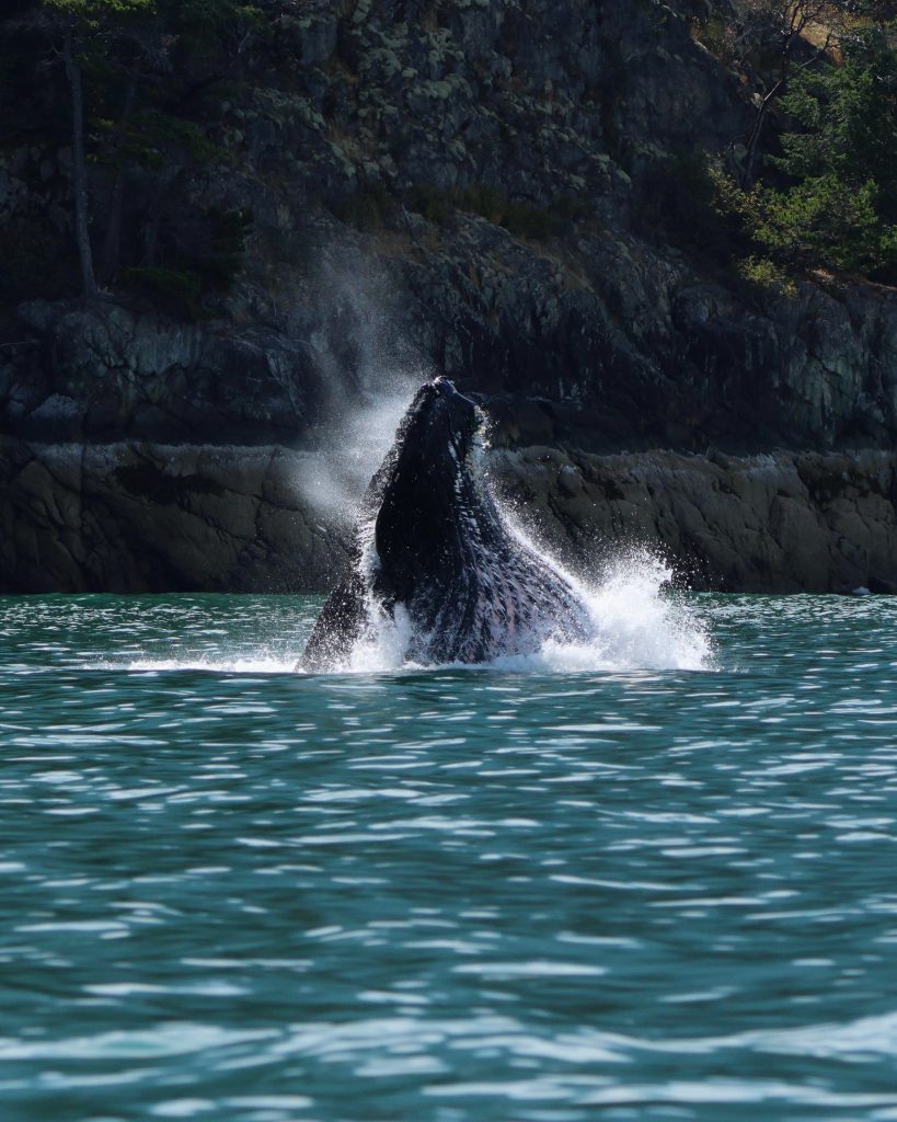 humpback whale spotted on a prince of whales tour