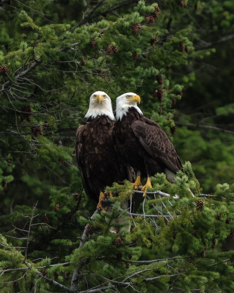 eagles spotted on a prince of whales tour