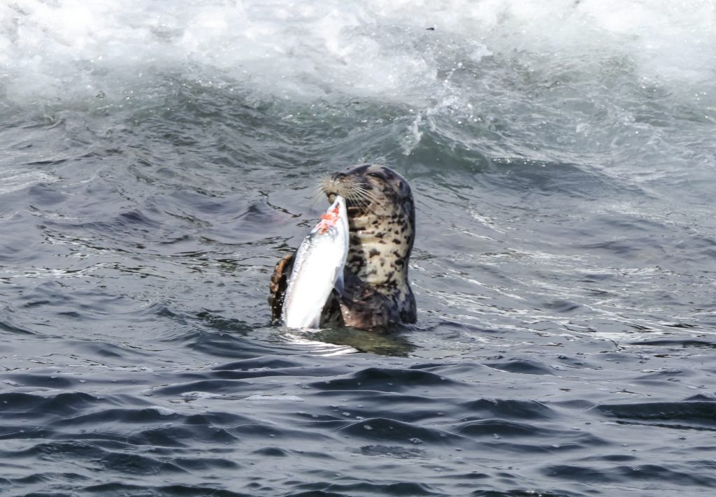 seal eating fish
