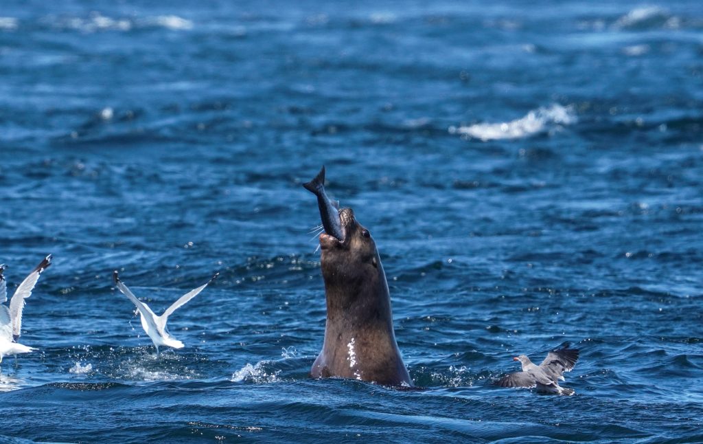 sea lion eating fish