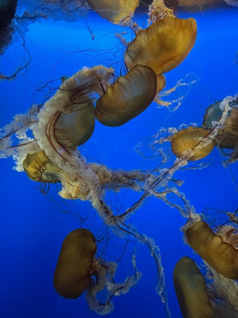 sea nettle