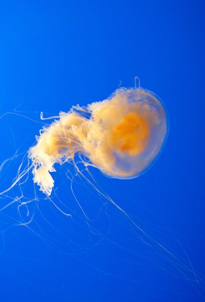Fried Egg Jellyfish