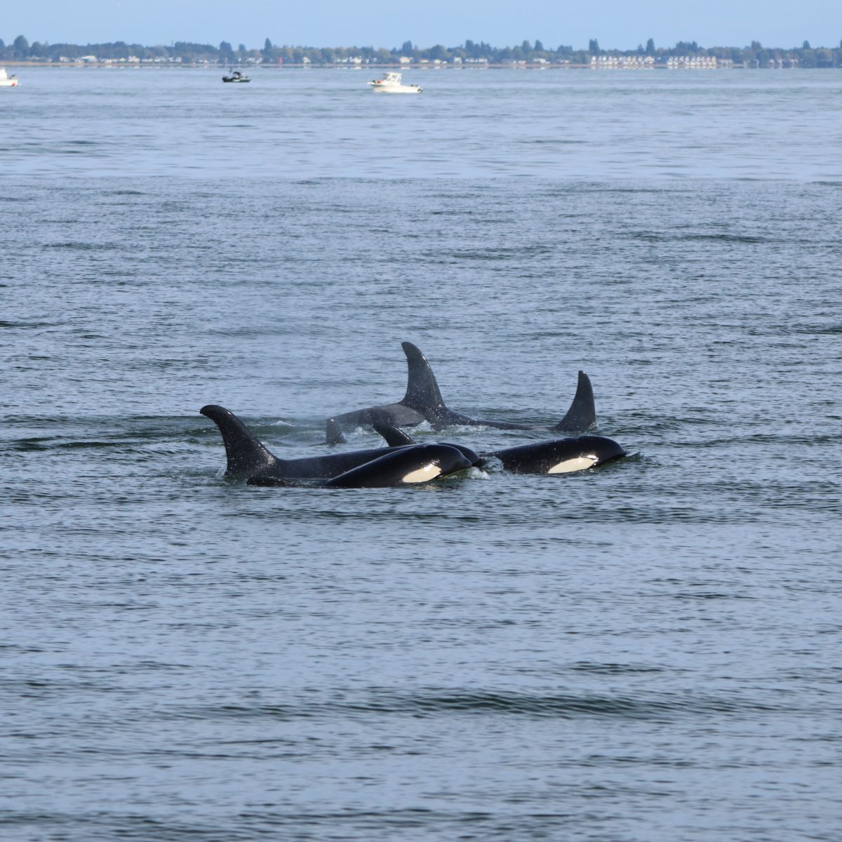 orcas swimming