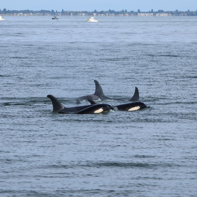 orcas swimming
