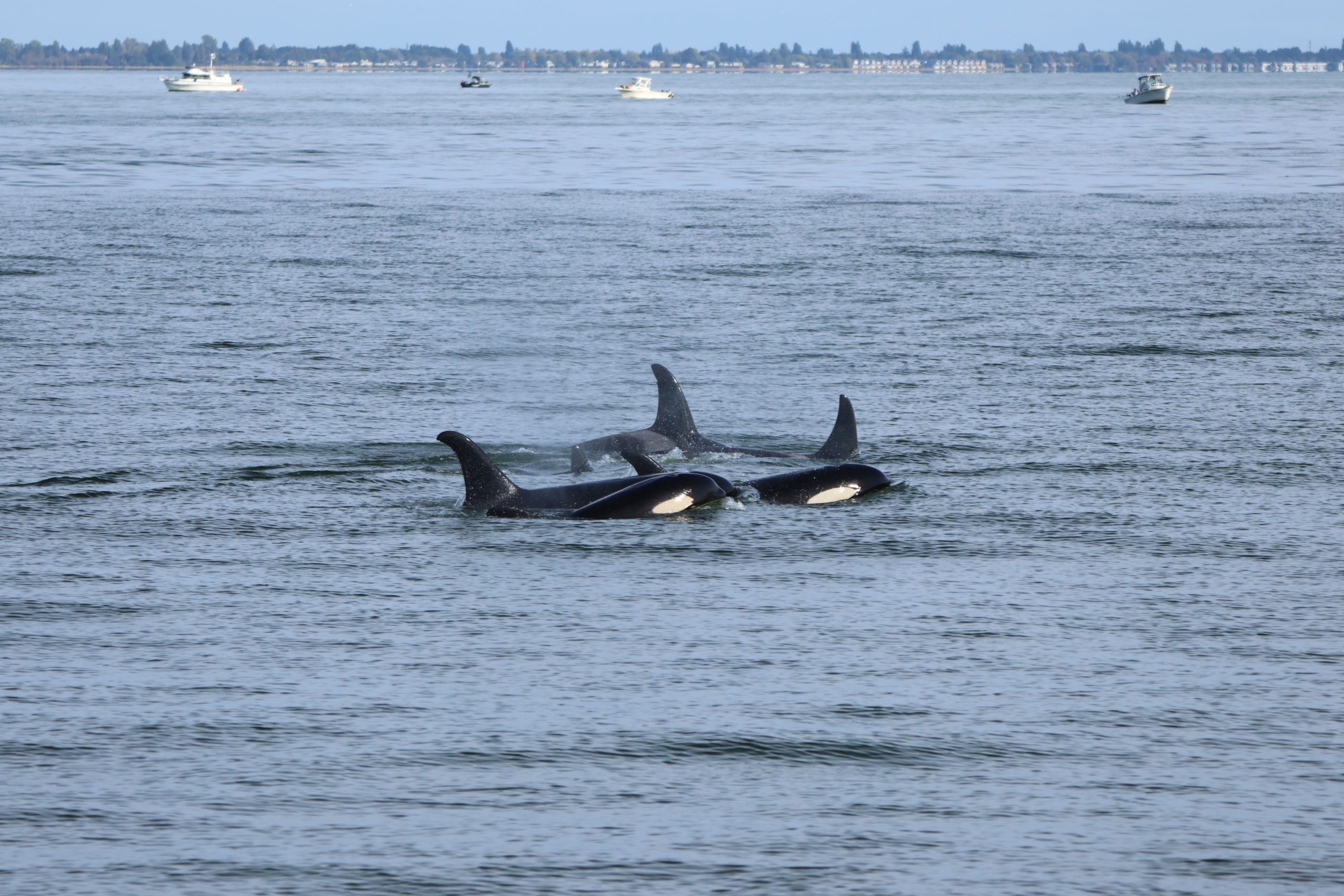orcas swimming