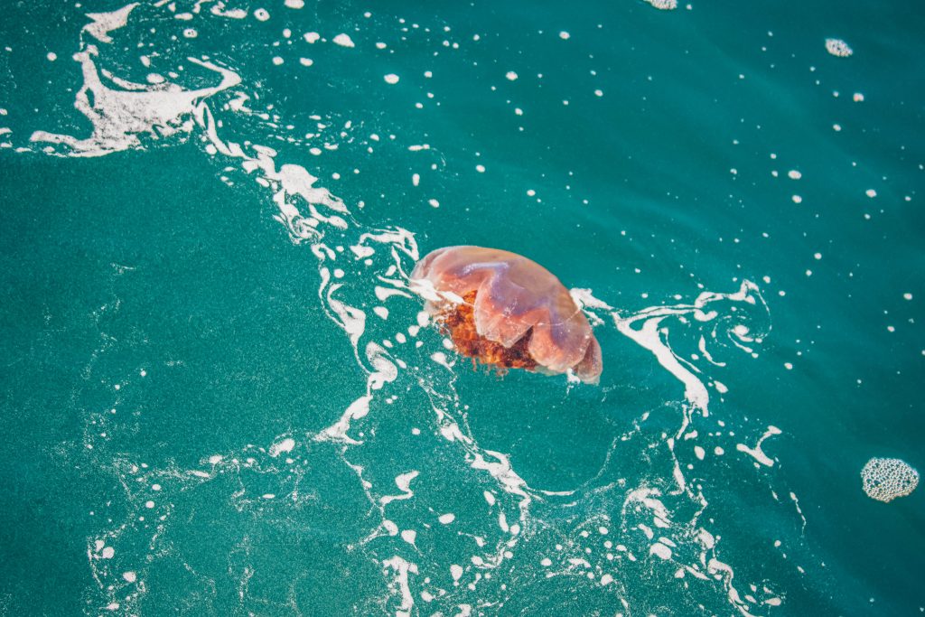 Lion’s Mane Jellyfish
